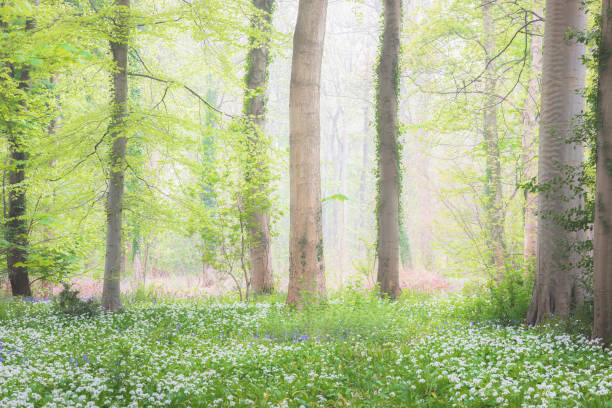 istock Dalkeith Country Park, Edinburgh 1318030112
