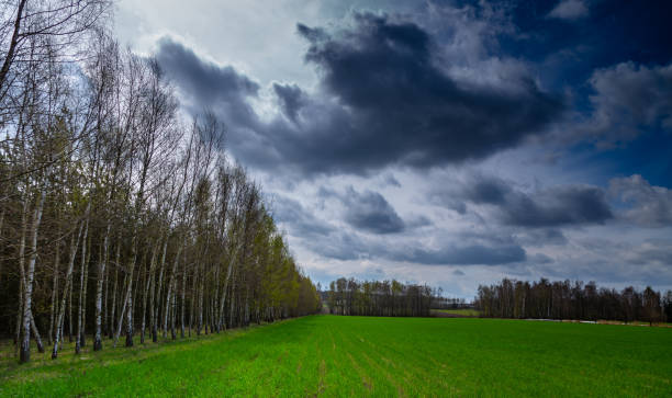 istock A view of the field and forest 1318030812