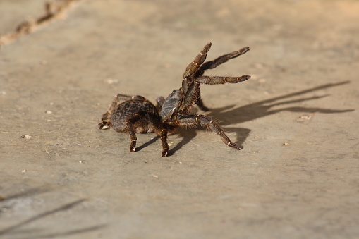 Large and defensive baboon spider tarantula in Kenya