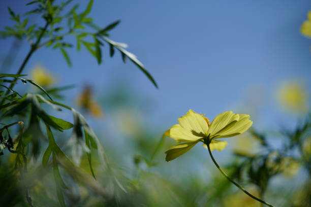 Light Yellow Flower of Cosmos in Full Bloom