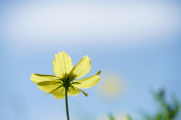 Light Yellow Flower of Cosmos in Full Bloom