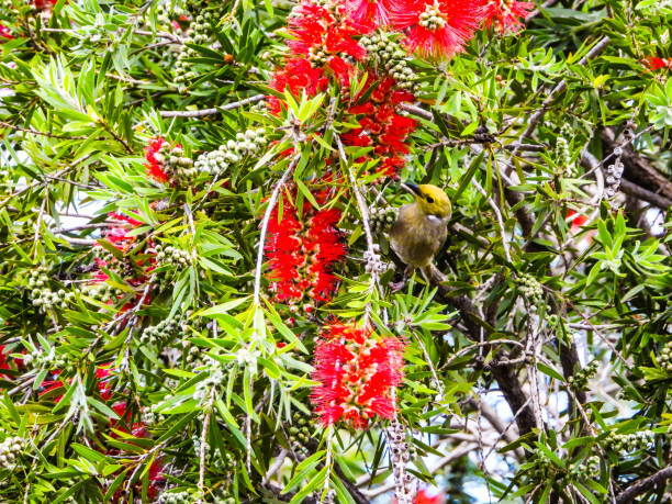istock Barmah, Victoria, Australia 1318034406