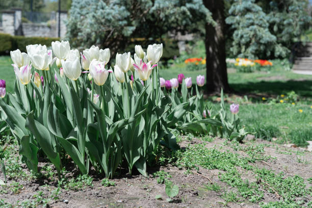 istock Colorful Tulips on a sunny day in Spring 1318034442