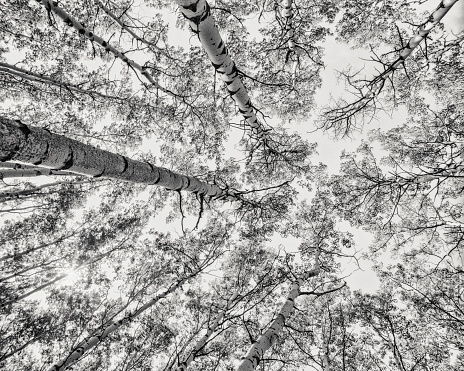 Green trees and a cloudy blue sky. The canopy of tall trees framing a clear blue sky, with the sun shining through