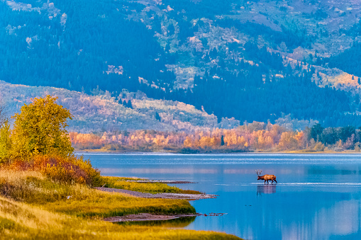 Bull elk crossing Waterton Lake at dawn in Waterton National Park in the Canadian Rockies