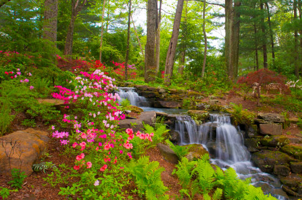cascata con fiori primaverili in una scena boschiva - gibson county indiana - sorgente foto e immagini stock