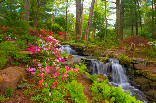 Waterfall with Spring Flowers in a woodland Scene--Gibson County Indiana