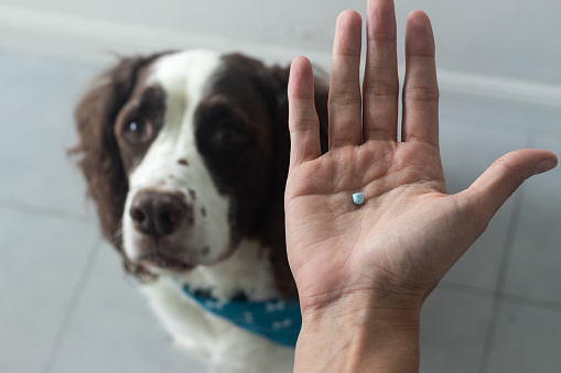 selective focus of a dog and a hand with a thyroid pill for a springer spaniel. Senior dog