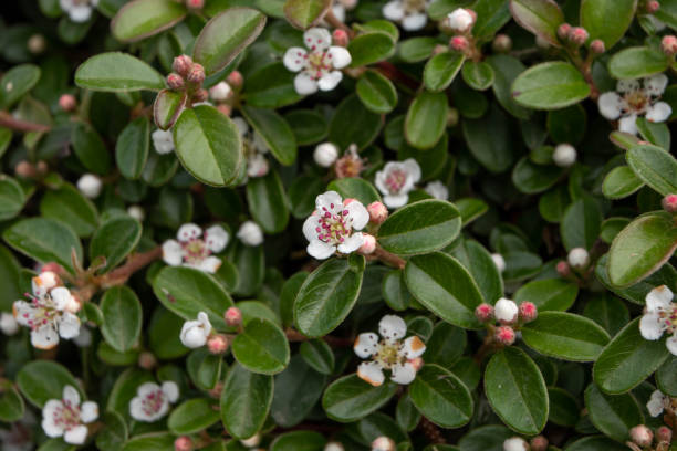 Cotoneaster horizontalis small white flowers Cotoneaster horizontalis small white flowers with purple stamens cotoneaster horizontalis stock pictures, royalty-free photos & images