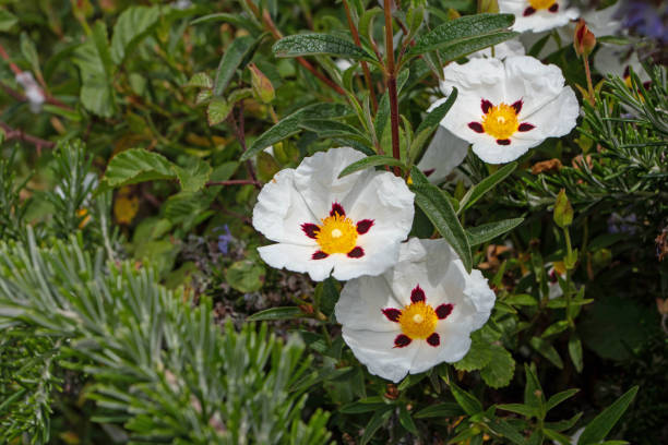 cistus ladanifer ou labdanum ou planta de floração de rocha de goma - papery - fotografias e filmes do acervo