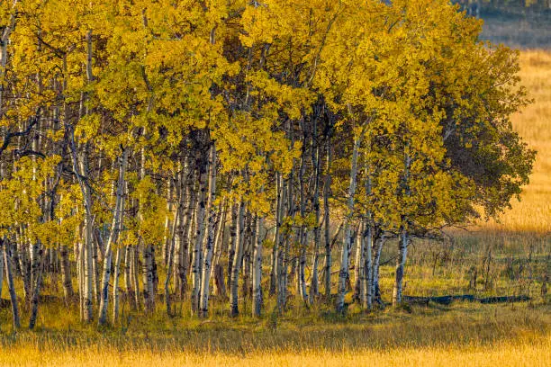 Photo of Alberta Canada countryside