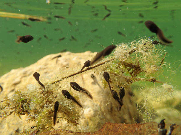 onderwater foto van padden kikkervisjes in een meer - kikkervisje stockfoto's en -beelden