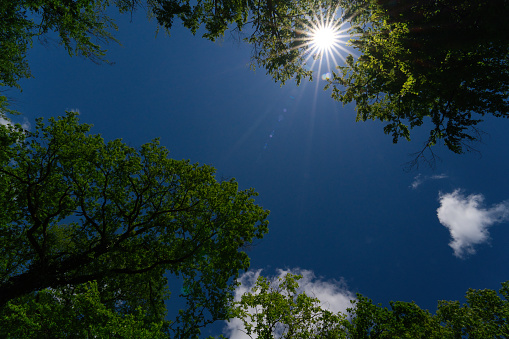 a view up to an oak tree towards a blue sky with a beautiful sun star in springtime