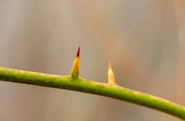 istock Detail of thorn 1318038837