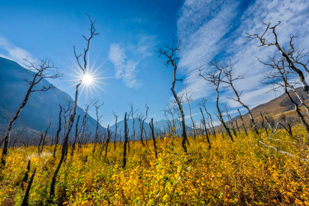 parc national waterton en alberta canada - climate warming photos et images de collection