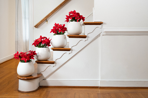 Lined up poinsettias decorating home staircase for christmas