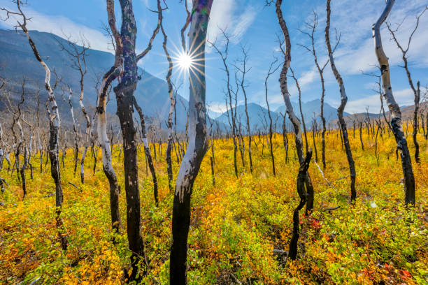 istock Waterton National Park in Alberta Canada 1318039324