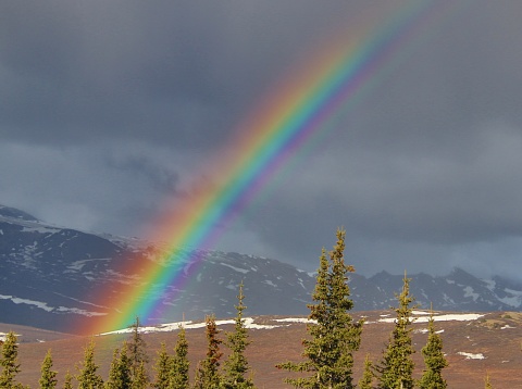 A rainbow touches the ground on a snowy hill in Denali National Park on an early spring afternoon.
