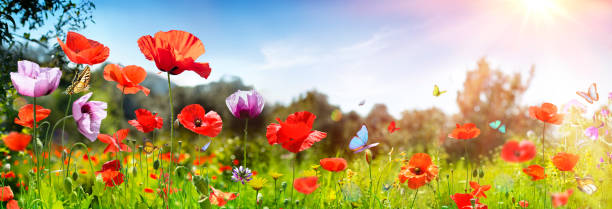 champ de pavots avec des papillons - fond ensoleillé - poppy flower field red photos et images de collection