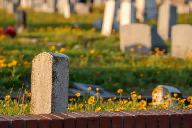 Headstones in cemetery with yellow coreopsis on the ground in springtime at sunset golden hour