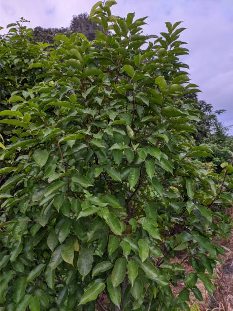 istock Gaharu Leaf (Aquilaria malaccensis) in the morning 1318045652