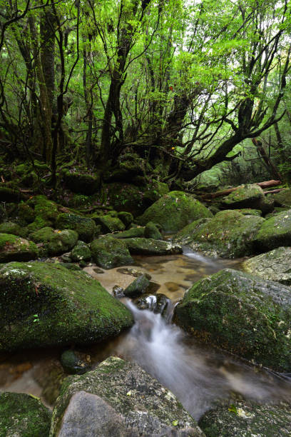 istock Deep cedar forest of Yakushima, Japan 1318049344