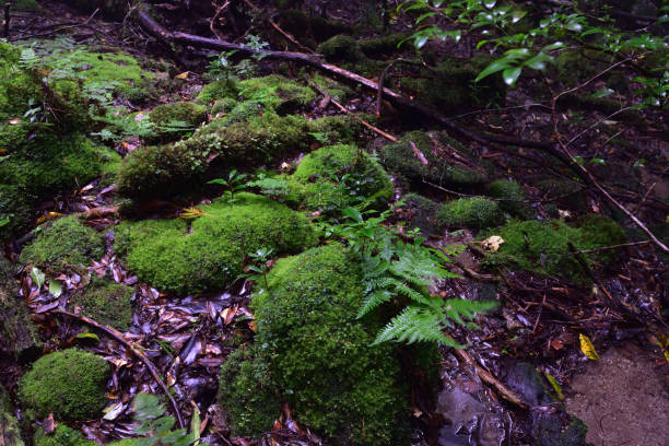 istock Deep cedar forest of Yakushima, Japan 1318049348