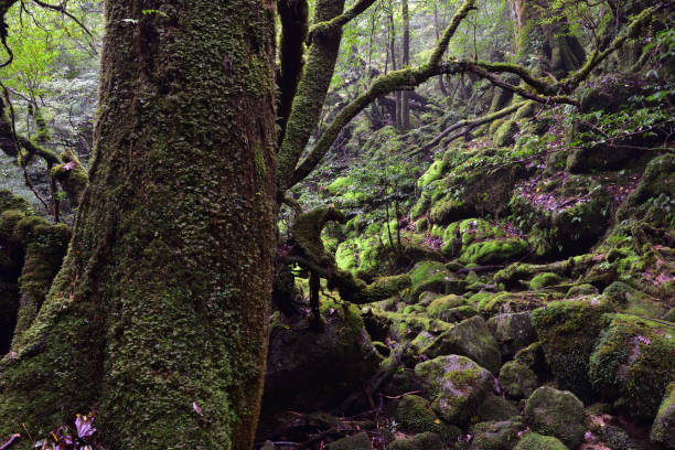 istock Deep cedar forest of Yakushima, Japan 1318049350
