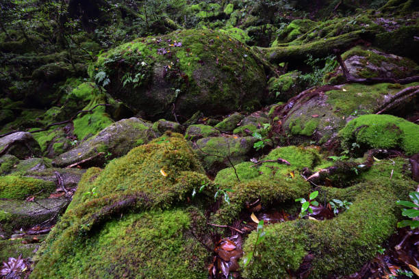 istock Deep cedar forest of Yakushima, Japan 1318049365