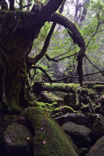 istock Deep cedar forest of Yakushima, Japan 1318049387