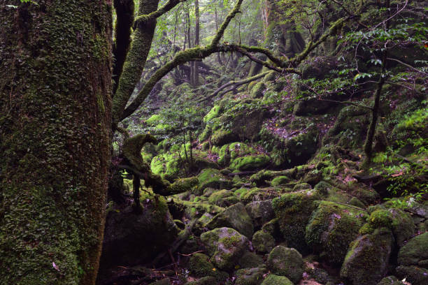istock Deep cedar forest of Yakushima, Japan 1318049390