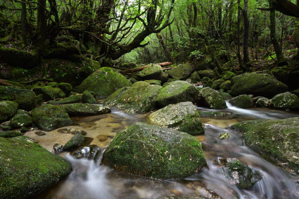 istock Deep cedar forest of Yakushima, Japan 1318049392