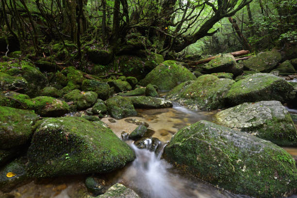 istock Deep cedar forest of Yakushima, Japan 1318049416