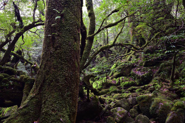 istock Deep cedar forest of Yakushima, Japan 1318049447