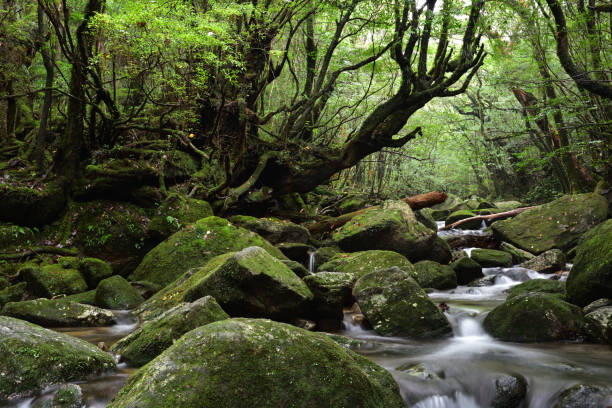 istock Deep cedar forest of Yakushima, Japan 1318049448