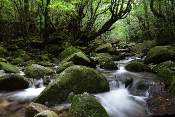 istock Deep cedar forest of Yakushima, Japan 1318049450