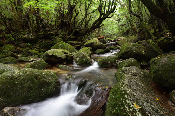 istock Deep cedar forest of Yakushima, Japan 1318049471