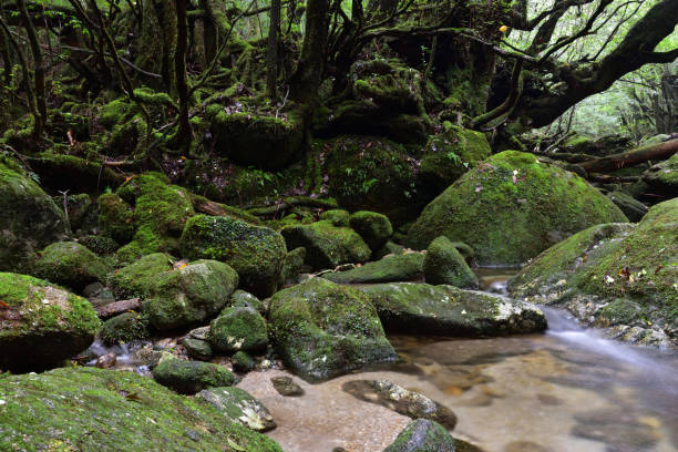 istock Deep cedar forest of Yakushima, Japan 1318049485