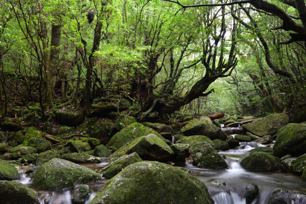 istock Deep cedar forest of Yakushima, Japan 1318049499