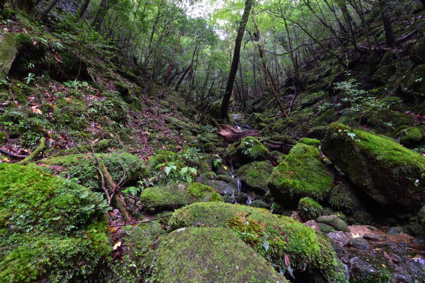 istock Deep cedar forest of Yakushima, Japan 1318049626
