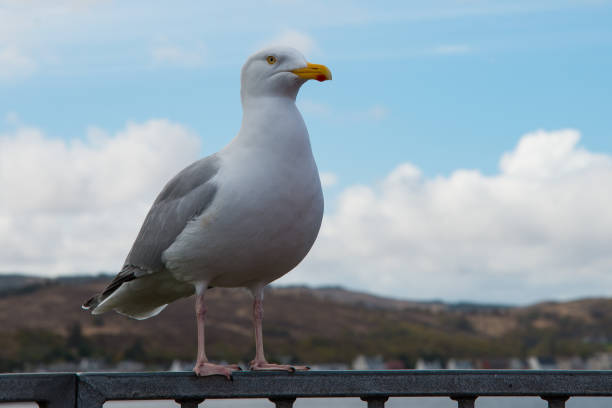 istock Kyle of Lochalsh 1318050645