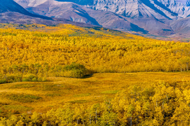 istock Waterton National Park in Alberta Canada 1318051656