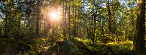 istock Mystical View of the Rain Forest during a sunny Spring Season. 1318052944