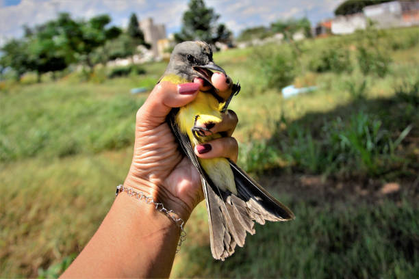 istock In the field a pitangus sulphuratus cub pecking finger 1318054537