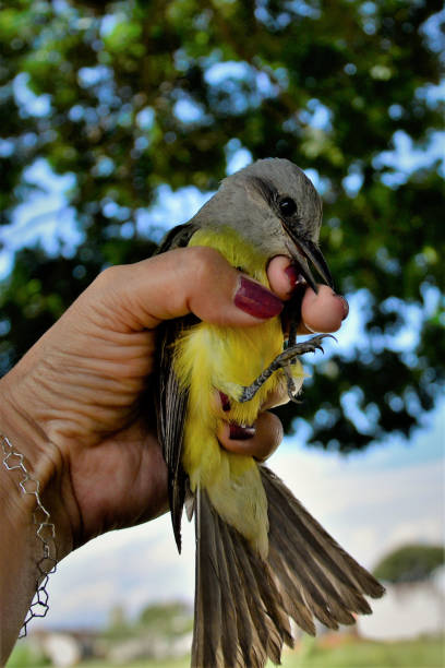 istock Pitangus sulphuratus cub pecking finger 1318054566