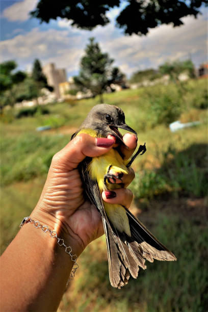 istock Pitangus sulphuratus pecking finger in field 1318054581