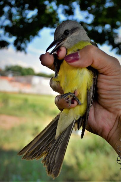 istock Graceful Pitangus sulphuratus cub on hand 1318054591