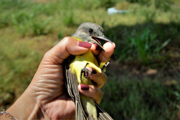 istock Beautiful pitangus sulphuratus cub pecking finger 1318054597