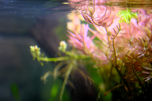 Rotala Roton difolia that colors the water