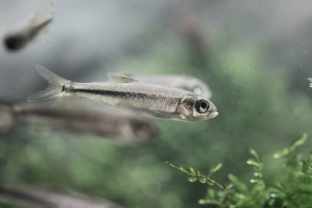 istock Up of river fish swimming gracefully 1318055541